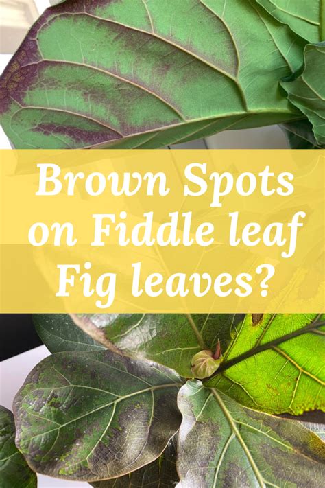 Fiddle Leaf Fig Problems And How To Fix Them Artofit