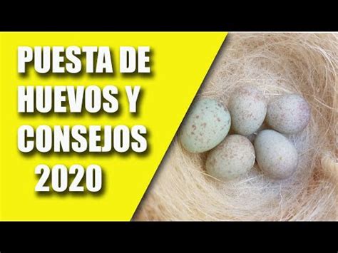 Descubre cómo saber si tu canaria está lista para poner huevos señales