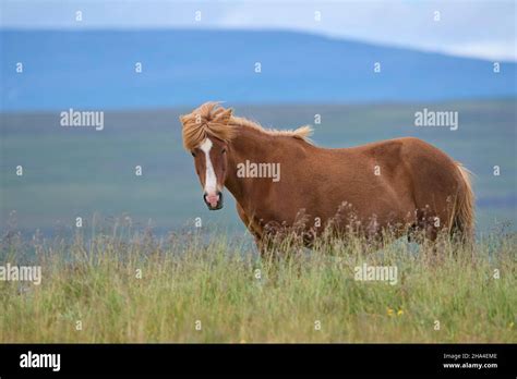 icelandic horse,icelandic pony,iceland Stock Photo - Alamy