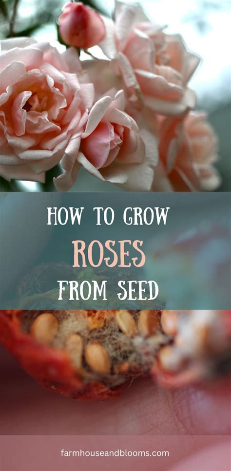 How To Grow Roses From Seed Growing Roses Rose Seeds Planting Roses