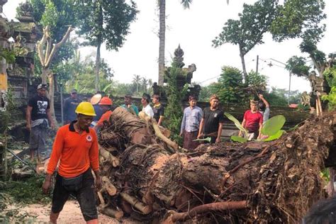 Pohon Santen Tumbang Timpa Candi Pura Puri Agung Dalem Tarukan