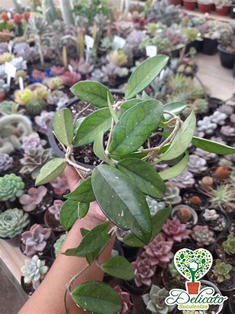 Hoya Carnosa Flor De Cera Cuia Suculentas Delicato