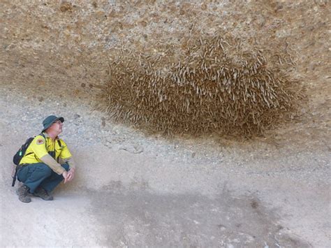 World S Largest Wasp Nest Towarri National Park Doug Beckers Flickr