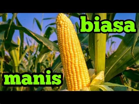 Perbedaan Jagung Manis Vs Jagung Biasa YouTube