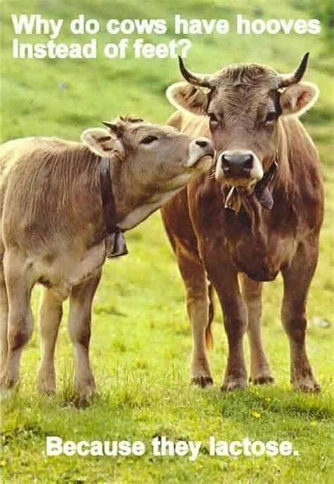 Pin By Deanna Reid On Cows Funnies Animal Puns Funny Cows Funny