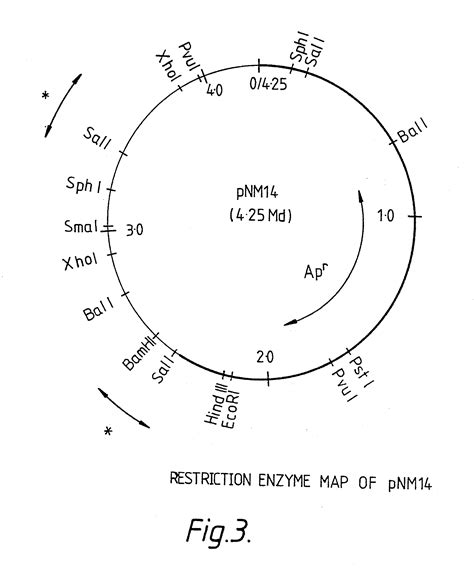 Sketch Of Ribosomes Coloring Pages