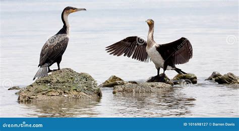 Two Great Cormorants Standing On Rocks Stock Image Image Of Kenya