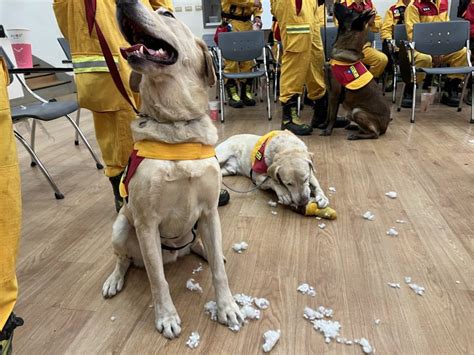 高雄搜救隊結束任務！搜救犬「roger」花蓮震災立大功 見陳其邁秒變破壞王 403花蓮大地震 要聞 聯合新聞網