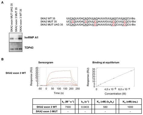 Global Identification Of HnRNP A1 Binding Sites For SSO Based Splicing