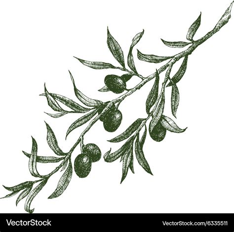 Olive branch Royalty Free Vector Image - VectorStock