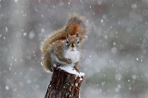 Squirrel On A Snowy Day Photograph By Sue Feldberg Fine Art America