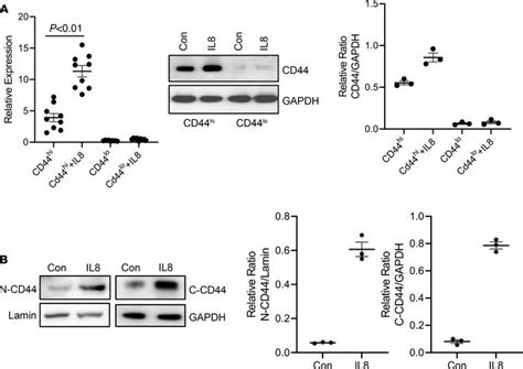 Jci Insight A Cd Brg Nuclear Complex Confers Mesenchymal