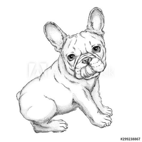 A Sketch Of A Charming French Bulldog Vector Illustration Of A Dog