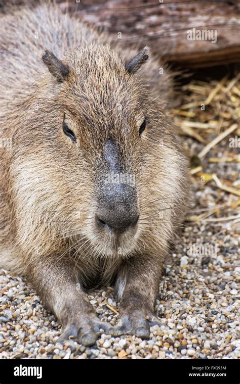 Coat Detail Hydrochoerus Capybara Hi Res Stock Photography And Images