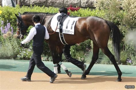 923土分＆オールカマー＆神戸新聞杯の「早刷り枠確定新聞」をご覧いただけます｜jrdb 競馬アラカルト