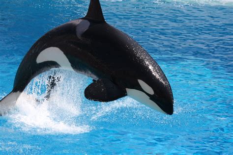 Killer Whale Portrait Of This Beautiful Beast View On Blac Nathan