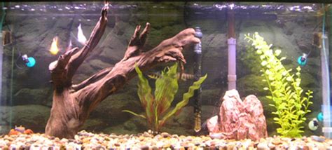 Photo 1 55 Gallon Freshwater Tank Freshwater Lima Shov