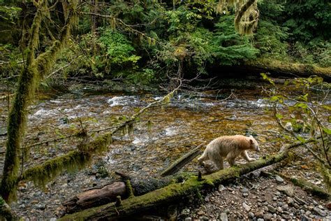 PROJECTS | Great Bear Rainforest | Neil Ever Osborne