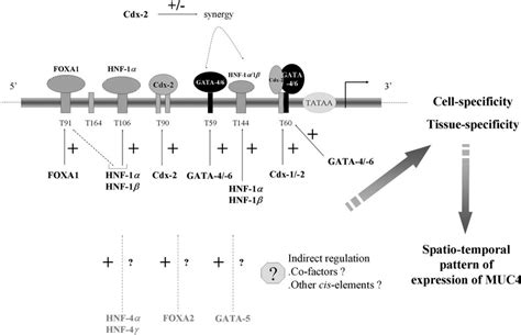 Schematic Representation Of The Regulation Of MUC4 Distal Promoter By