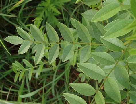 Licorice Plant Edible