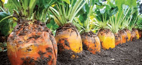 Farmlands Cropmark Fodder Beet Geronimo