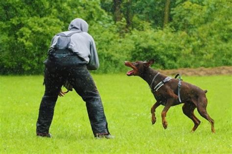 Are Dobermans Protective Breed Temperament And Instinct Facts Hepper