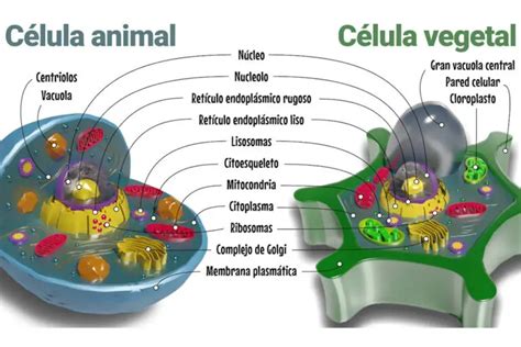 Celula Animal Y Vegetal Cuadro Comparativo | Porn Sex Picture