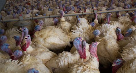 Bird Flu Threatens Missouri's Turkey Farms | KBIA