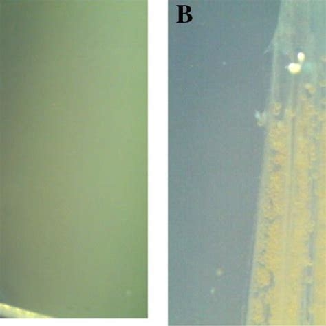 Comparison Between Sterile And Fertile Anthers A Sterile Anthers 20