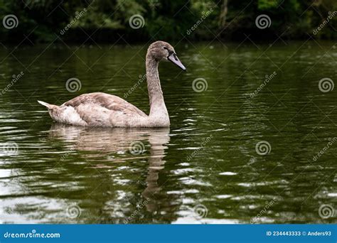 Juvenile Mute Swan Cygnet Cygnus Olor Stock Image Image Of Couple