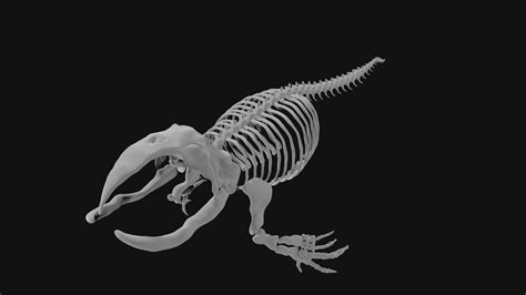 3D Bowhead Whale Skeleton - TurboSquid 1974967