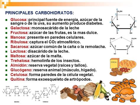 Biolog A Did Ctica Nsc Principales Carbohidratos Hot Sex Picture