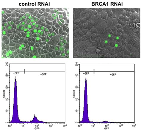 Detection Of Gfp Positive Cells By Fluorescence Microscopy Cells Were