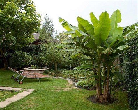 13 Tropical Looking Plants That Will Survive Winter Banana Plants