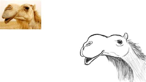 Camel Face Drawing at GetDrawings | Free download