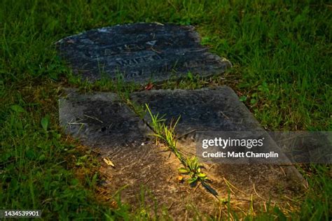 overgrown grave stock  high res pictures  images getty