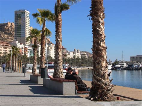 Aparece Un Cad Ver En El Puerto De Alicante