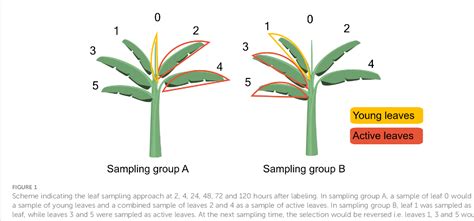 Figure 1 From 13c Labeling Unravels Carbon Dynamics In Banana Between Mother Plant Sucker And