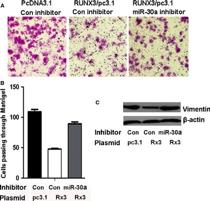 Runt Related Transcription Factor Runx Mediated Inhibition Of Cell