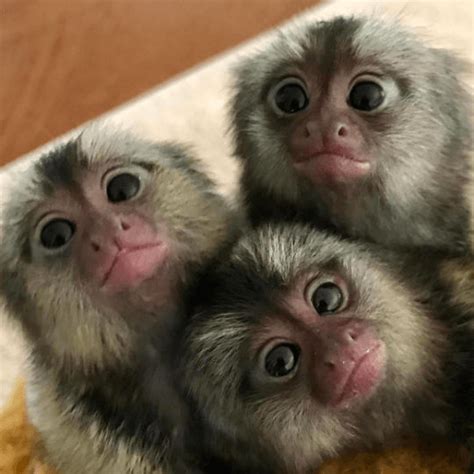 Daisy Playful Female Pygmy Marmoset 14 Weeks Old Marmoset Breeders