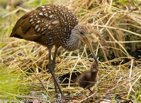 A Limpkin Family | Focusing on Wildlife