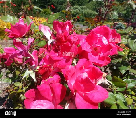 Knockout hi-res stock photography and images - Alamy