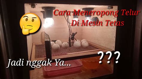 Cara Meneropong Telur Tetas Menggunakan Hp Youtube