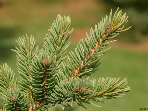 White Spruce The Morton Arboretum