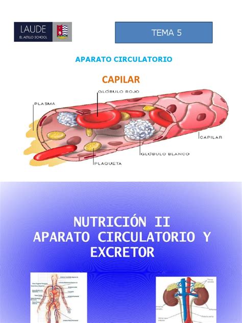 PDF Tema 5 Aparato Circulatorio Y Excretor D DOKUMEN TIPS