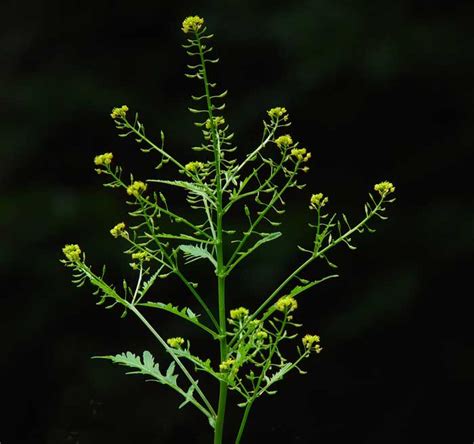 Rorippa Sylvestris Alchetron The Free Social Encyclopedia