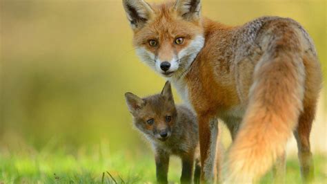 Cute Fox Wallpapers - Top Free Cute Fox Backgrounds - WallpaperAccess