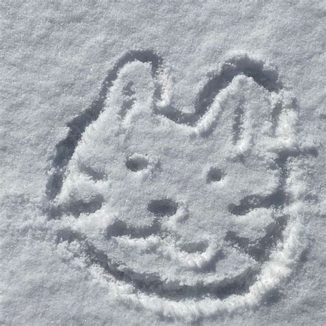 snow cat ️😋