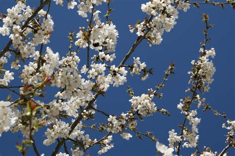 Free Images Branch Sky Flower Bloom Food Spring Produce Flora