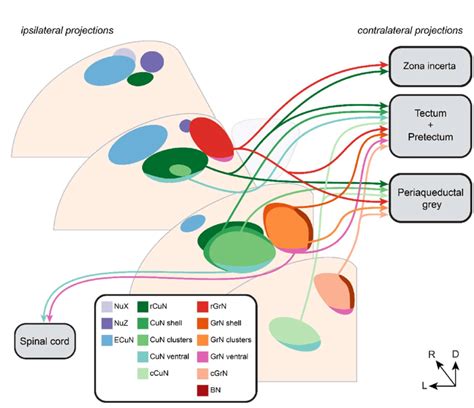 The Dorsal Column Nuclei Complex Projections To The Tectum Pretectum